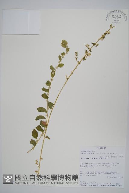 登錄號:S100565藏品圖，第1張