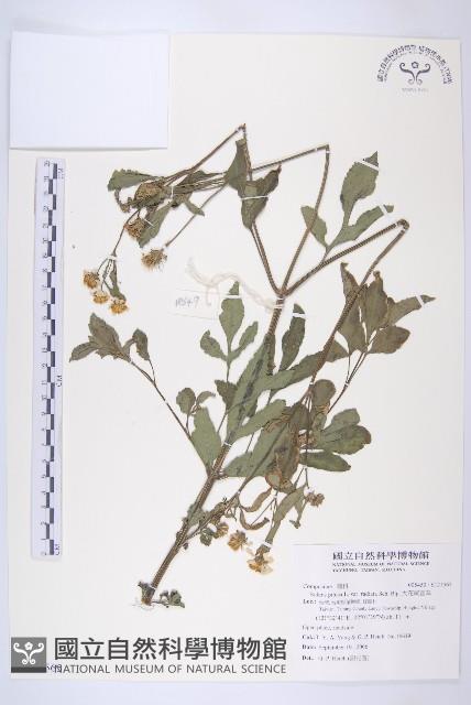 大花咸豐草藏品圖，第1張