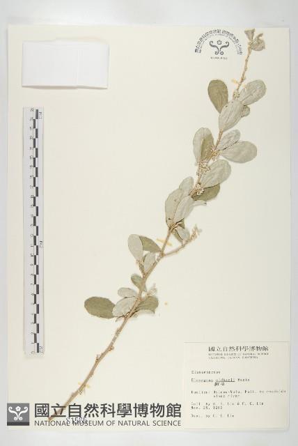 宜梧藏品圖，第1張