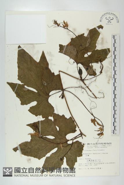 括樓藏品圖，第1張