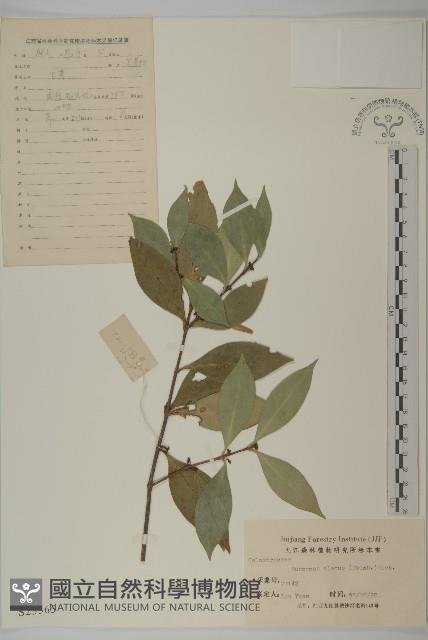 衛矛藏品圖，第1張