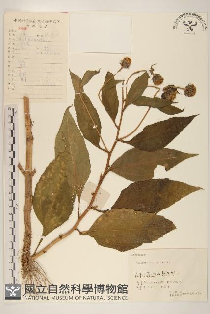 塊根向日葵藏品圖，第1張