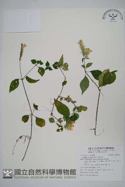 明萼草藏品圖，第1張
