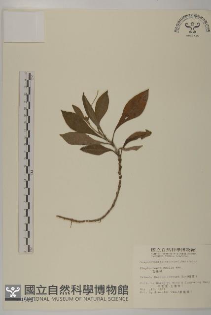 地膽草、毛蓮菜藏品圖，第1張