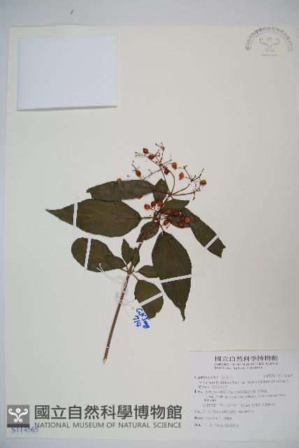 狹葉莢迷藏品圖，第1張