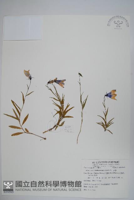 玉山沙參藏品圖，第1張