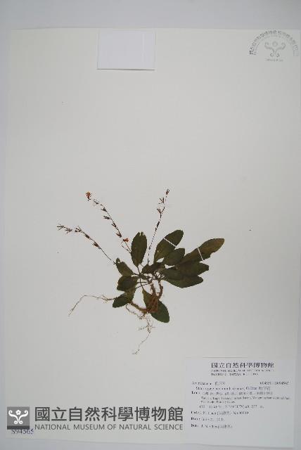 哈哼花藏品圖，第1張
