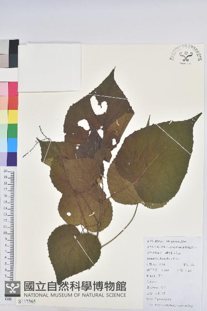 小果野桐藏品圖，第1張