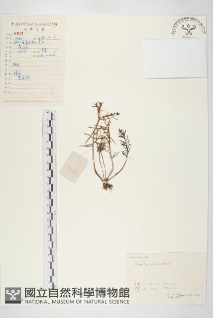 薄葉苞景天藏品圖，第1張