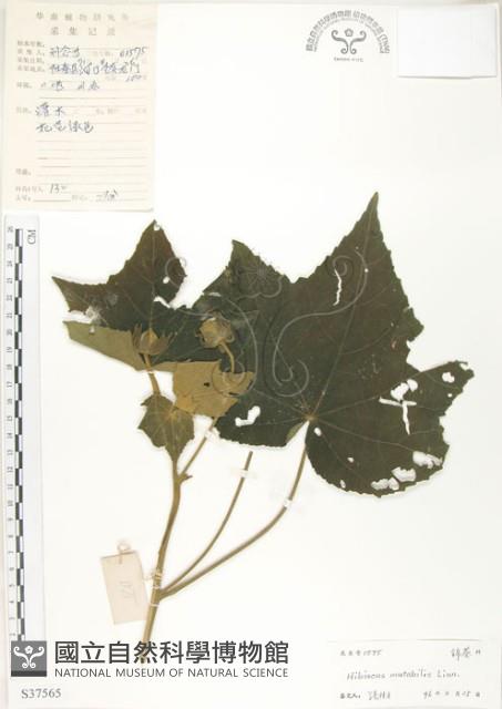 木芙蓉藏品圖，第1張