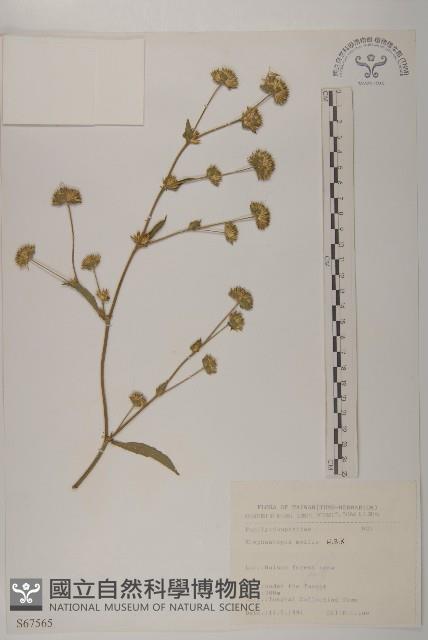 地膽草、毛蓮菜藏品圖，第1張