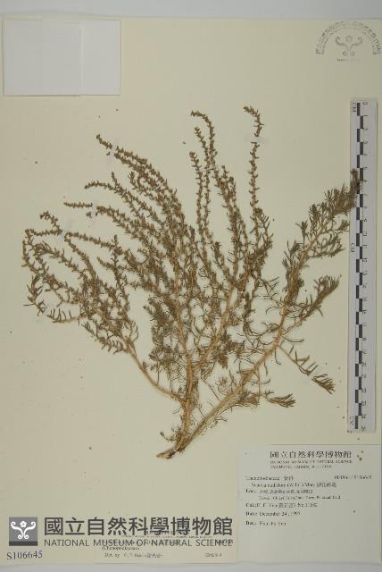 裸花鹼蓬藏品圖，第1張