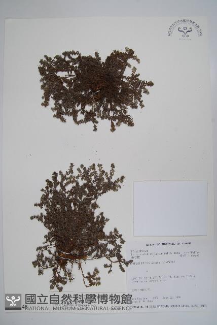 山豆根、台灣天芹菜藏品圖，第1張