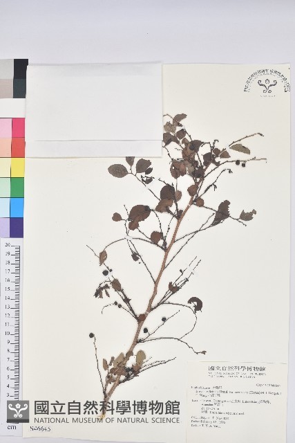小紅仔珠藏品圖，第1張