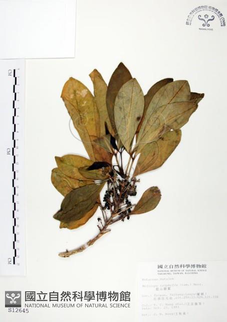 假三腳虌藏品圖，第1張