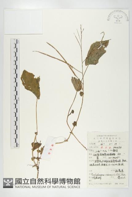 諸葛菜藏品圖，第1張