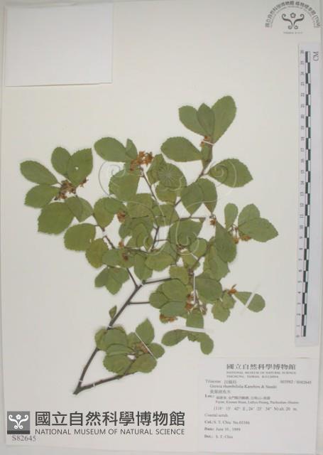 菱葉捕魚木藏品圖，第1張