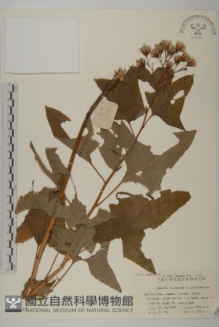 矢鏃葉蟹甲草藏品圖，第1張