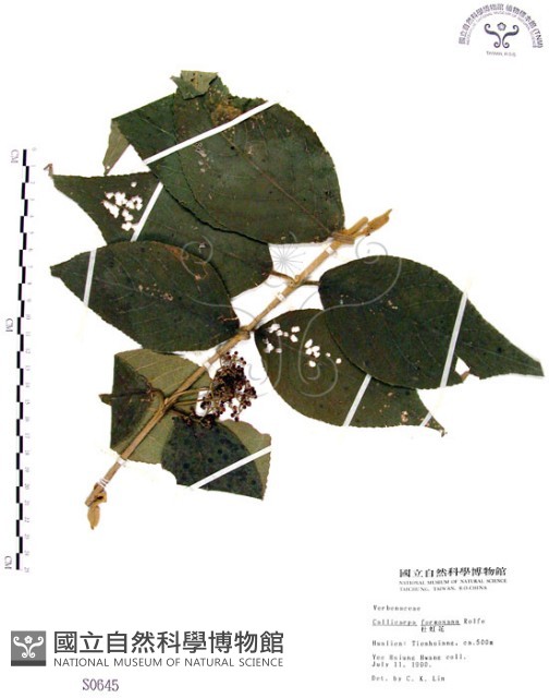 杜虹花，台灣紫珠藏品圖，第1張
