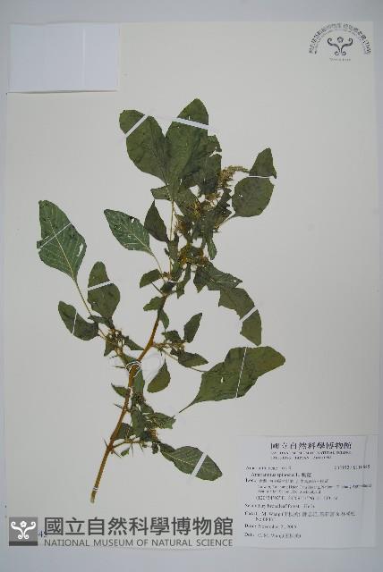 刺莧藏品圖，第1張