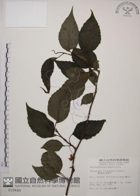 阿里山五味子藏品圖，第1張