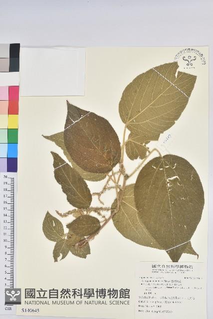 臺灣鐵莧藏品圖，第1張