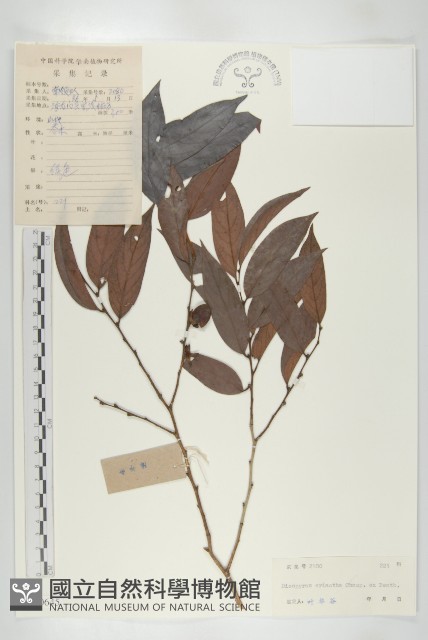 軟毛柿藏品圖，第1張