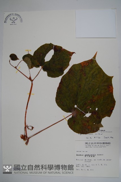 溪頭秋海棠藏品圖，第1張
