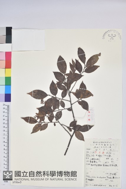 米飯花藏品圖，第1張