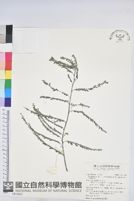 光果葉下珠藏品圖，第1張