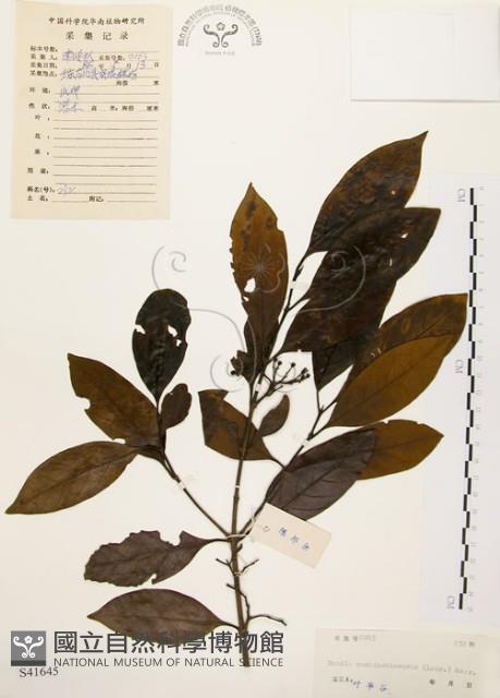 茜草樹藏品圖，第1張