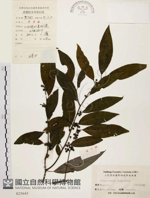 山胡椒藏品圖，第1張