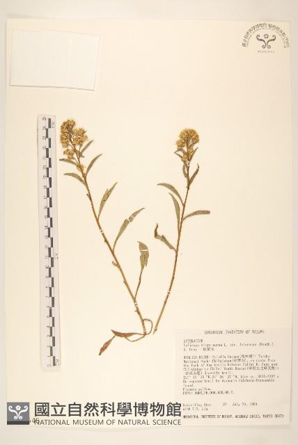 一枝黃花藏品圖，第1張