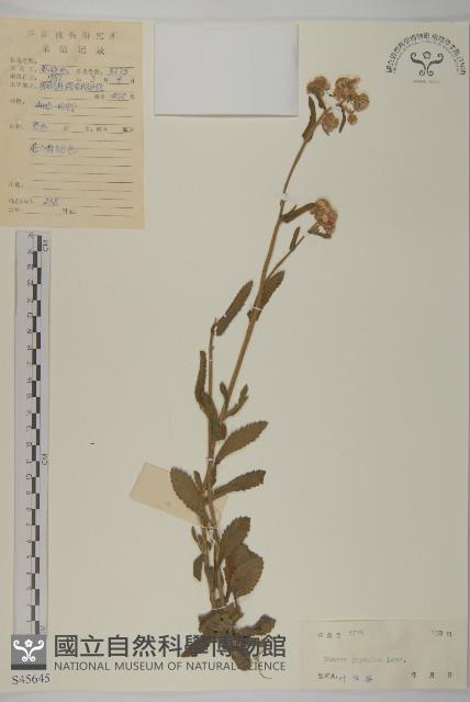 日本假蓬藏品圖，第1張