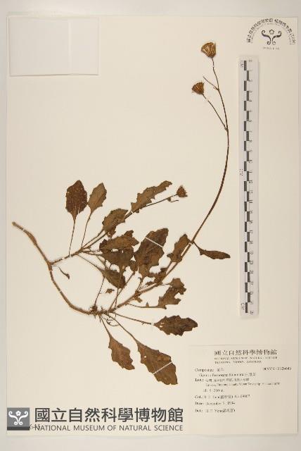 白鳳菜藏品圖，第1張