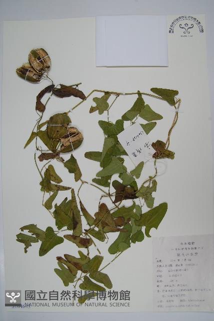 馬兜鈴藏品圖，第1張