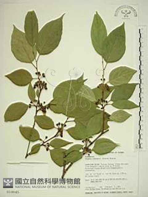 中原氏鼠李藏品圖，第1張