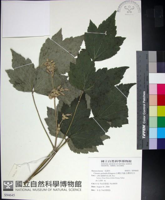 台灣牡丹藤、台灣草牡丹藏品圖，第1張