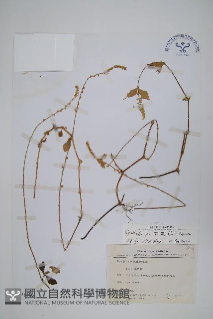 假川牛膝藏品圖，第1張