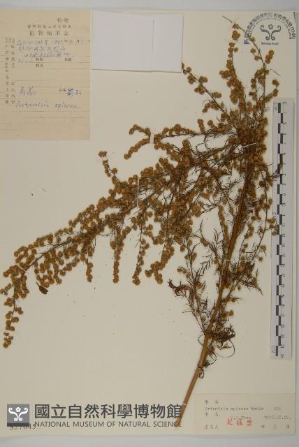 青蒿藏品圖，第1張