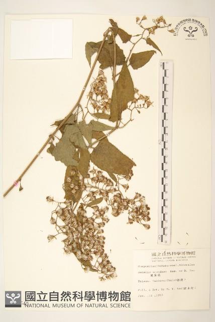 蔓黃菀藏品圖，第1張