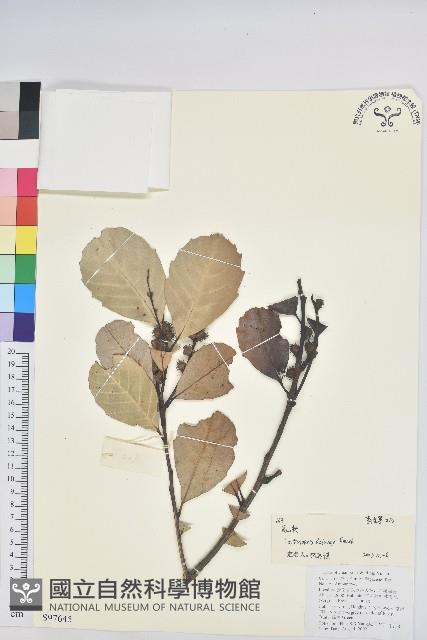 高山栲藏品圖，第1張