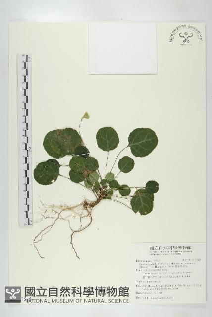 圓葉裂緣花藏品圖，第1張