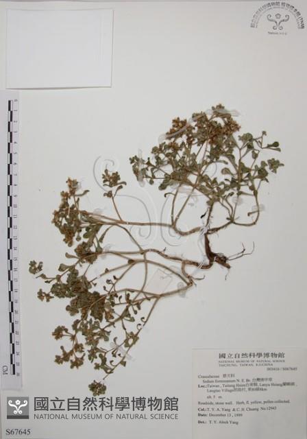 台灣佛甲草、石板菜藏品圖，第1張