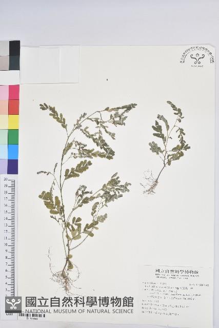 疣果葉下珠藏品圖，第1張