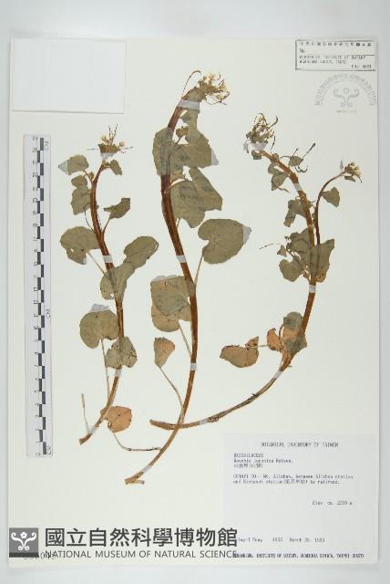 山葵藏品圖，第1張