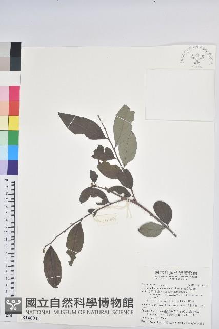 裡白饅頭果藏品圖，第1張