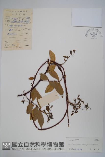 乳兒繩藏品圖，第1張