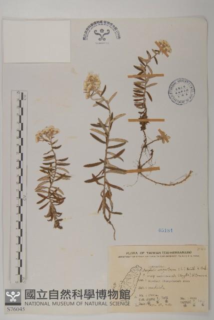 玉山抱莖籟簫藏品圖，第1張