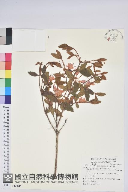 南澳杜鵑藏品圖，第1張